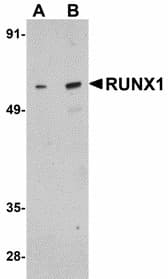 AML1 / RUNX1 Antibody