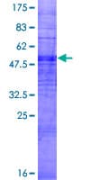 Human OR5H6 Protein (Recombinant GST)