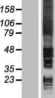 HM13 / IMP-1 / SPP Protein (Over-Expression Lysate Myc-DDK (Flag))