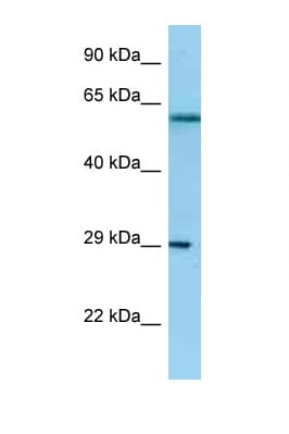 NSL1 Antibody (aa192-241)