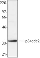 CDK1 / CDC2 Antibody (clone POH-1)