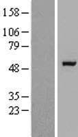 RAPGEFL1 Protein (Over-Expression Lysate Myc-DDK (Flag))