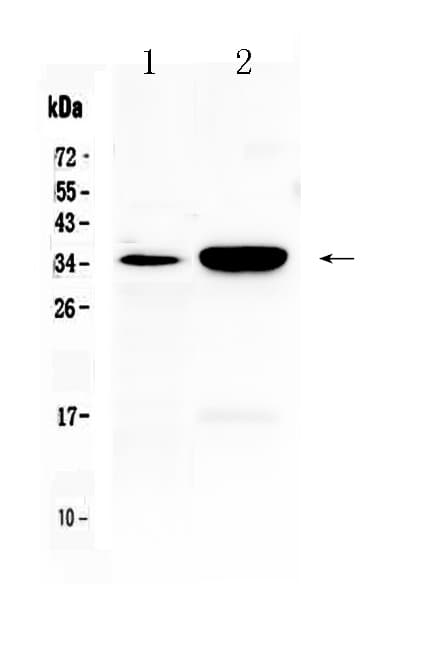 CA4 / Carbonic Anhydrase IV Antibody