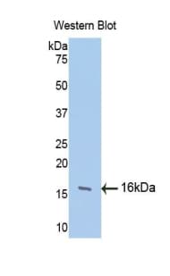 FGF13 Antibody (aa108-227)
