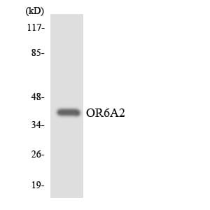 OR6A2 Antibody (aa48-97)