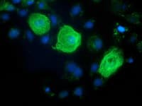 RASSF1 / RASSF1A Antibody (clone OTI9A5, Carrier-free)