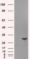 Monoclonal Mouse anti-Human BIRC7 / Livin Antibody (clone OTI1B10, IF, WB)