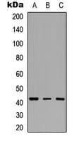 IDH3B Antibody (Internal)