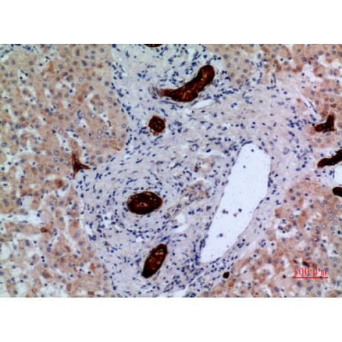PTPRJ / CD148 Antibody (861-910 aa, Internal)