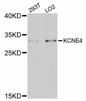 Polyclonal Rabbit anti-Human KCNE4 Antibody (WB)