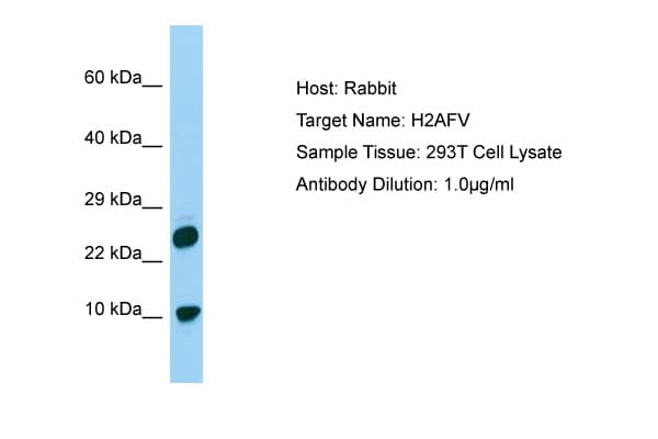 Polyclonal Rabbit anti-Human H2AFV Antibody (N-Terminus, WB)