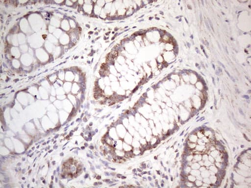 STOML2 Antibody (clone OTI1G6)