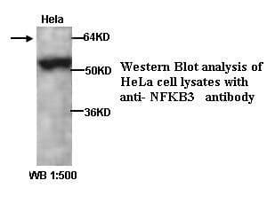 Polyclonal Rabbit anti-Human RELA / NFKB p65 Antibody (WB)