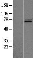TRAP1 / HSP75 Protein (Over-Expression Lysate Myc-DDK (Flag))