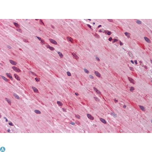 GATA3 Antibody
