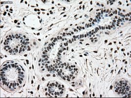 SCYL3 Antibody (clone OTI1A5)