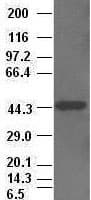 KRT19 / CK19 / Cytokeratin 19 Antibody (clone OTI2F8)