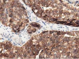 DNAJA2 Antibody (clone OTI3H10)