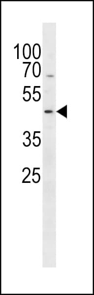 Polyclonal Rabbit anti-Human PSMC2 / RPT1 Antibody (aa1-30, WB)