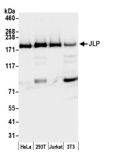 IHC-plus™ SPAG9 Antibody (aa1-50)