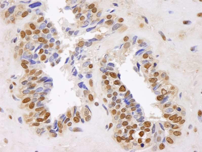 GAPDH Antibody (aa250-300)