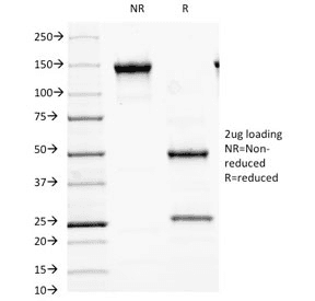 Monoclonal Mouse anti-Human GAD65 Antibody (clone GAD2/2362, Azide-free,BSA-free, IHC)