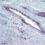 RB1 / Retinoblastoma / RB Antibody (clone 172C1094)