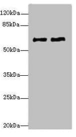 COL9A3 / Collagen IX Antibody