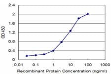 Monoclonal Mouse anti-Human CKMT1B Antibody (clone 2C8, WB)