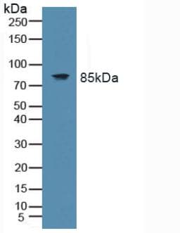 TLR9 Antibody (aa28-362, Cy3)