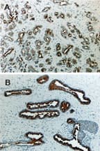 DAXX Antibody (aa272-291)