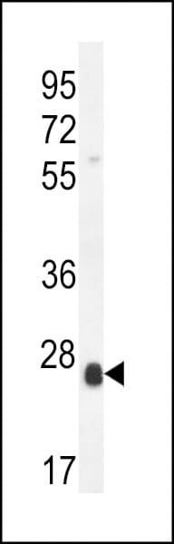 SCX Antibody (aa172-201)