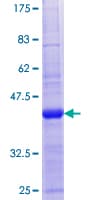 Human CNIH2 Protein (Recombinant GST)