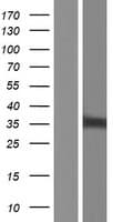 NIPSNAP1 Protein (Over-Expression Lysate Myc-DDK (Flag))