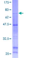 Human PTAR2 / FNTA Protein (Recombinant GST)
