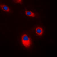 SRC Antibody (C-Terminus)