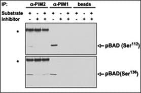 PIM2 / Pim-2 Antibody (aa277-308)