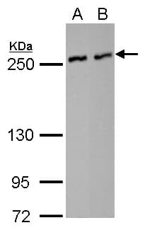 IHC-plus™ NUMA1 / NUMA Antibody (aa1-339)