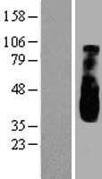 C10orf26 / OPAL1 Protein (Over-Expression Lysate Myc-DDK (Flag))