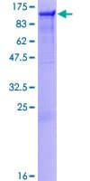 Human PTP-PEST / PTPN12 Protein (Recombinant GST, N-terminus)