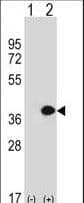 MLF1 Antibody (aa215-244)