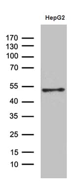 Monoclonal Mouse anti-Human HOXA3 Antibody (clone OTI8C5, Carrier-free, aa40-276, WB)