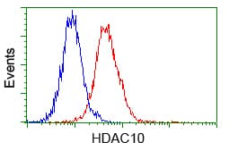 Monoclonal Mouse anti-Human HDAC10 Antibody (clone OTI5E2, IHC, WB)
