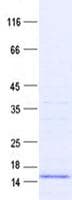 Human FARP1 / CDEP Protein (Recombinant His, N-Terminal)
