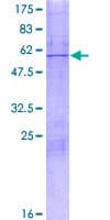 Human MRPL28 Protein (Recombinant GST)