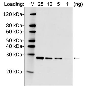 Monoclonal Rabbit His Tag Antibody (clone 25B6E11, IF, WB)