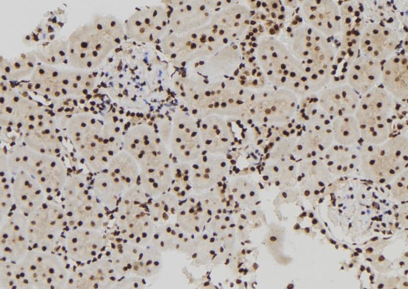 MCM10 Antibody