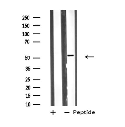 VRK3 Antibody