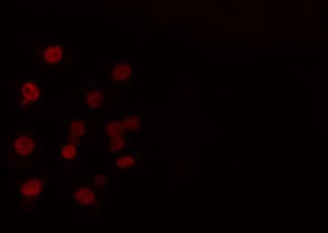 MZF / MZF1 Antibody