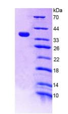 Mouse TNFSF10 / TRAIL Protein (Recombinant His-S)